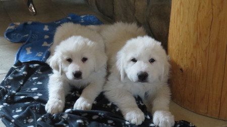 Entry image for Sophie and Soda. Clicking this image will show a larger photo