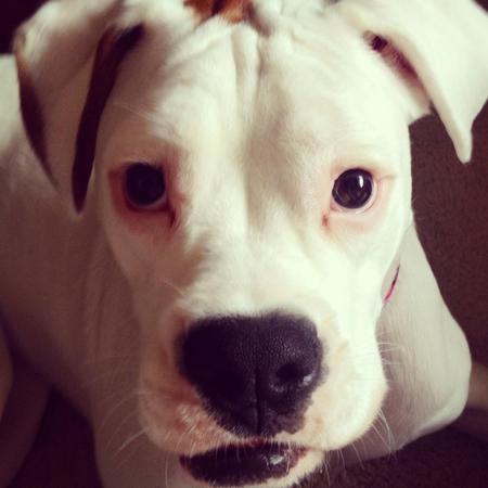 Entry image for Shelby. Clicking this image will show a larger photo