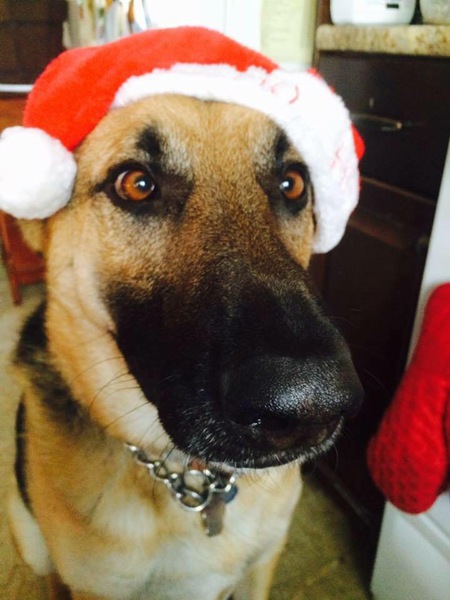 Entry image for Maverick. Clicking this image will show a larger photo