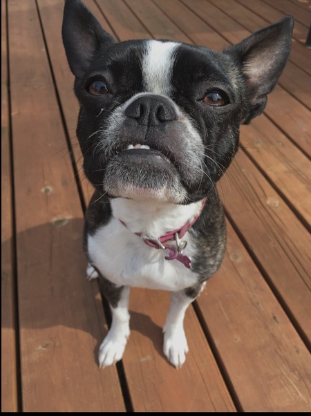 Entry image for Bella. Clicking this image will show a larger photo