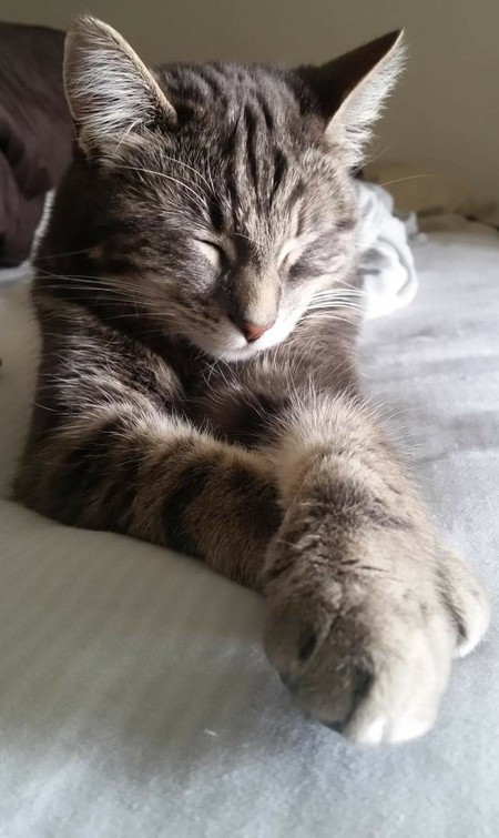 Entry image for Mr. Bing-Bing. Clicking this image will show a larger photo