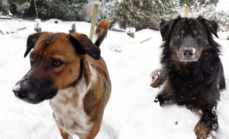 Entry image for Barley & Millie. Clicking this image will show a larger photo