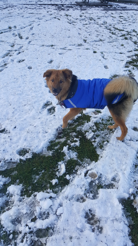 Entry image for Kira. Clicking this image will show a larger photo