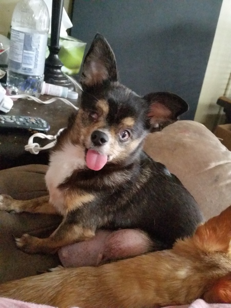 Entry image for Winky. Clicking this image will show a larger photo