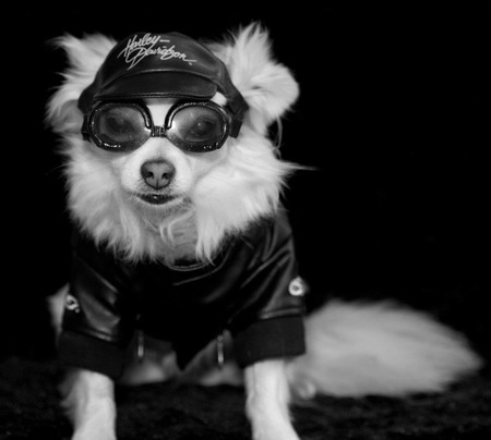 Entry image for Winston. Clicking this image will show a larger photo