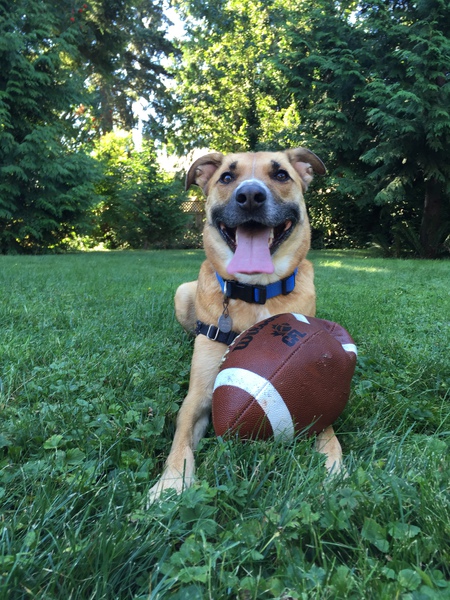 Entry image for Harley. Clicking this image will show a larger photo