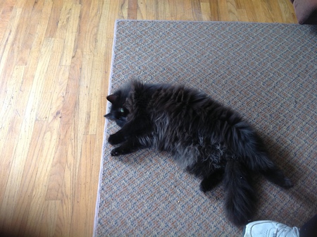 Entry image for Doja. Clicking this image will show a larger photo