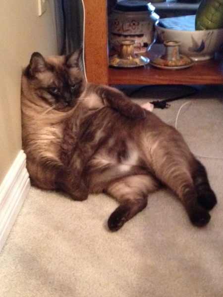 Entry image for Sophie. Clicking this image will show a larger photo