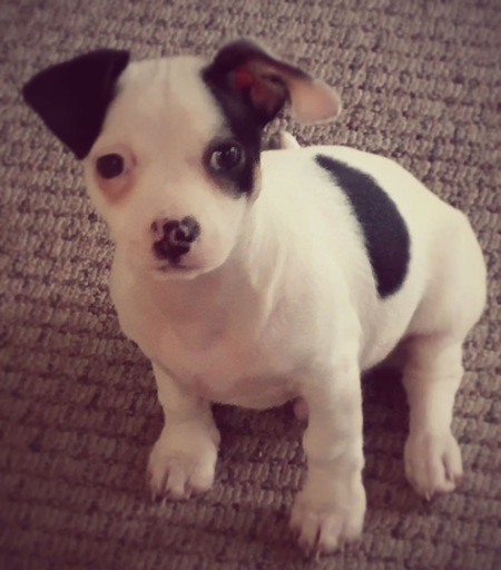 Entry image for Brutus . Clicking this image will show a larger photo