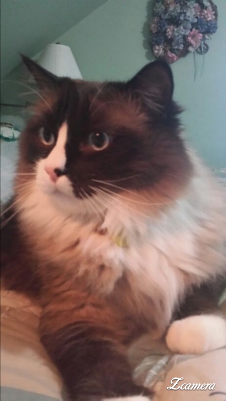 Entry image for Aleksandr the Great. Clicking this image will show a larger photo