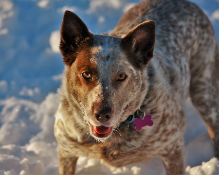 Entry image for Ginger. Clicking this image will show a larger photo