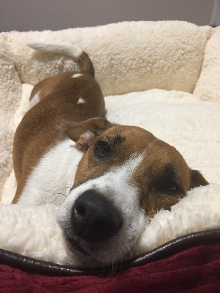 Entry image for Lucy. Clicking this image will show a larger photo