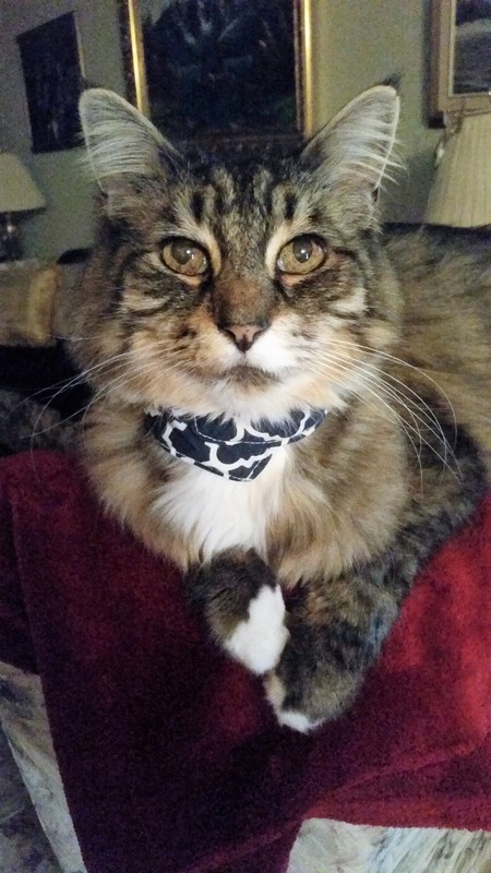 Entry image for Jack. Clicking this image will show a larger photo