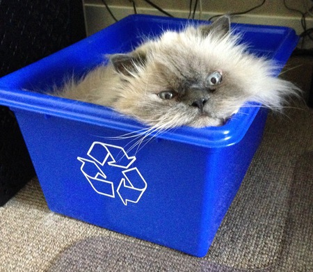 Entry image for Rufus. Clicking this image will show a larger photo