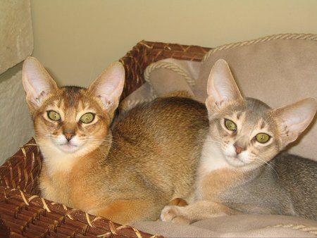 Entry image for Bacchus and Hermes. Clicking this image will show a larger photo