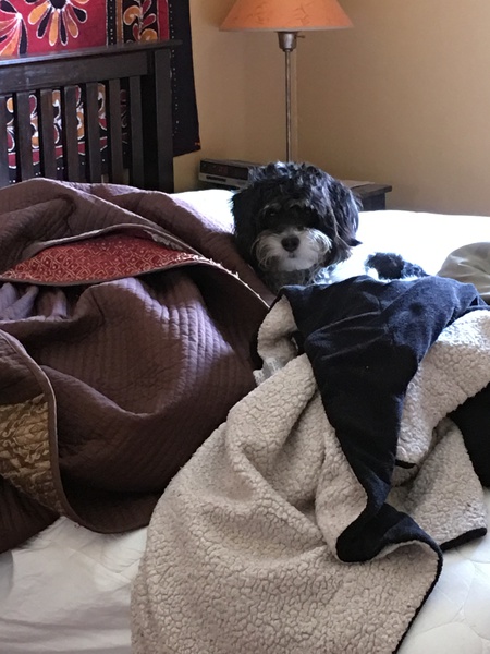 Entry image for Moby. Clicking this image will show a larger photo