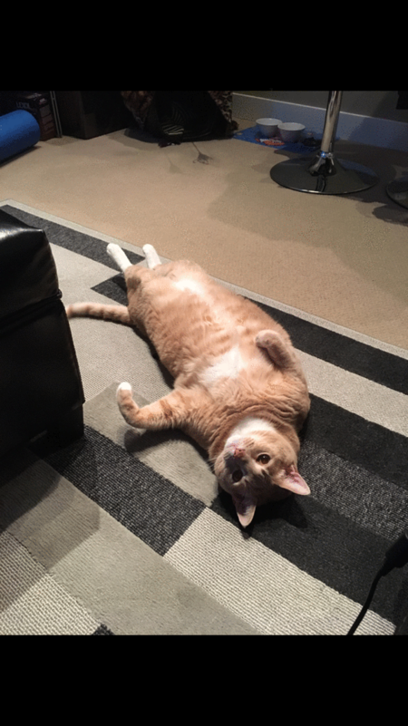 Entry image for Mr. Pickles . Clicking this image will show a larger photo