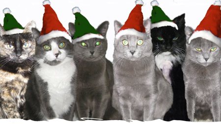 Entry image for Minu, Samba, Tessie, Toby, Che & Tasha. Clicking this image will show a larger photo
