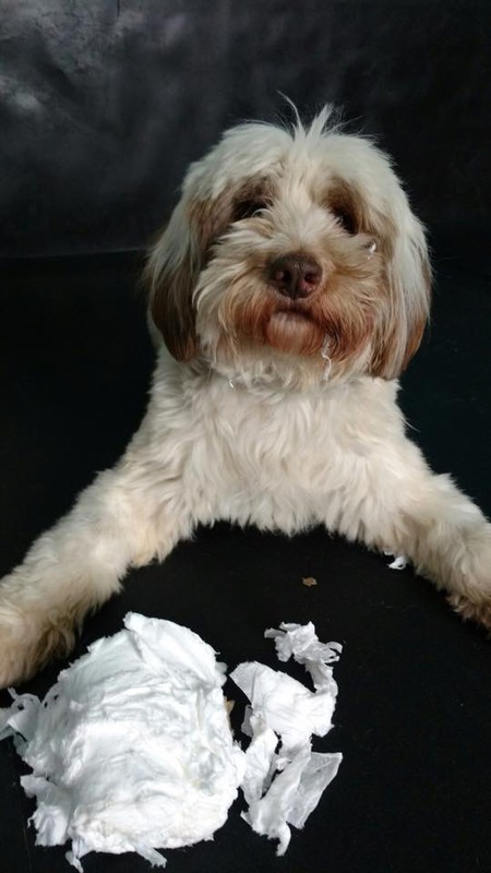 Entry image for Woodpecker ( Woody). Clicking this image will show a larger photo