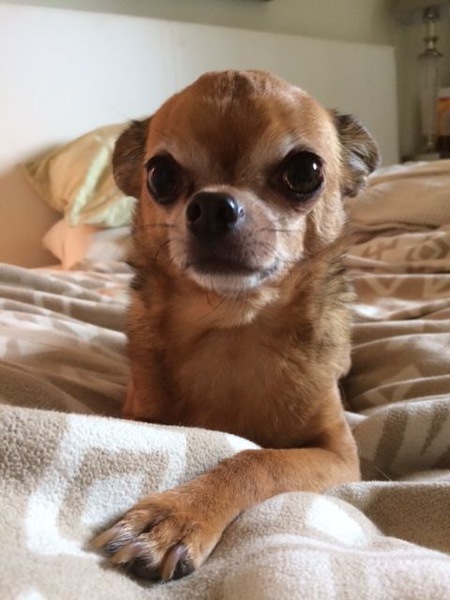 Entry image for Thorn. Clicking this image will show a larger photo