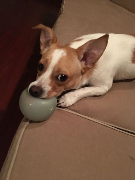 Entry image for Leo. Clicking this image will show a larger photo