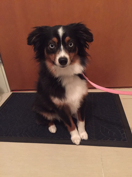 Entry image for Zelda. Clicking this image will show a larger photo