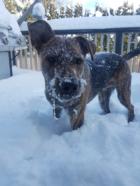 Entry image for Bear. Clicking this image will show a larger photo