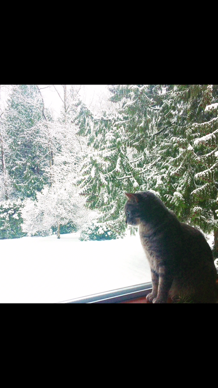 Entry image for Spruce. Clicking this image will show a larger photo