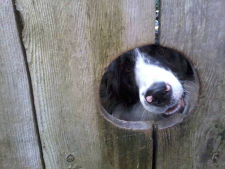 Entry image for Jagger. Clicking this image will show a larger photo