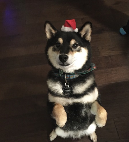 Entry image for Tomi. Clicking this image will show a larger photo