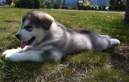 Entry image for Nicimos (my sweetheart - in Cree, aboriginal language of Canada). Clicking this image will show a larger photo