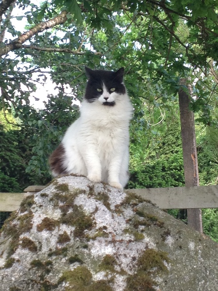 Entry image for Fox. Clicking this image will show a larger photo