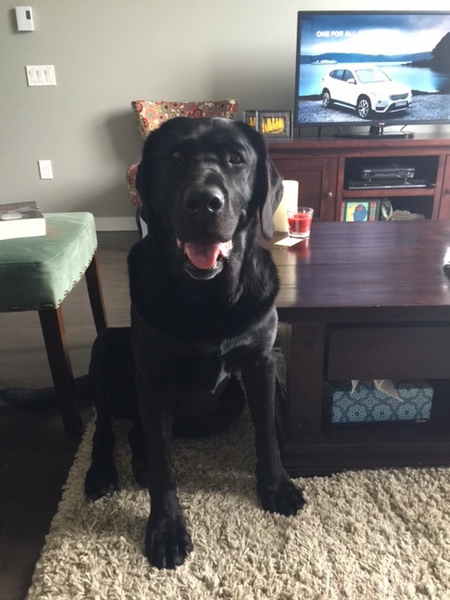 Entry image for Murphy. Clicking this image will show a larger photo