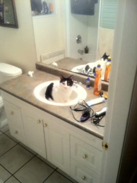 Entry image for Mr Duvet. Clicking this image will show a larger photo