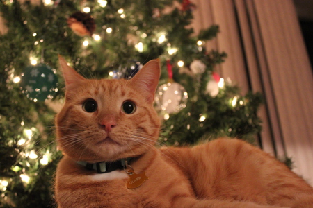 Entry image for Oliver. Clicking this image will show a larger photo