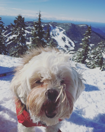 Entry image for Roxy. Clicking this image will show a larger photo