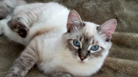 Entry image for Percy. Clicking this image will show a larger photo