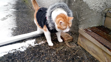 Entry image for Willy. Clicking this image will show a larger photo