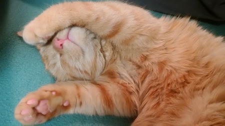 Entry image for Baby. Clicking this image will show a larger photo