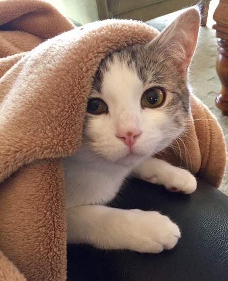 Entry image for Bella. Clicking this image will show a larger photo