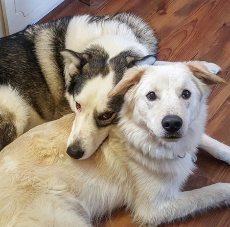 Entry image for Max and Trooper. Clicking this image will show a larger photo