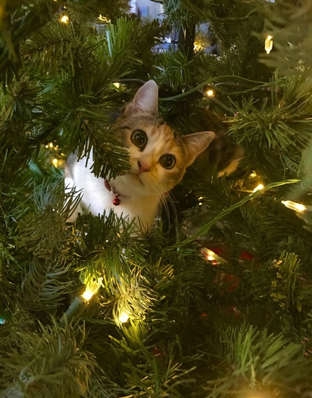 Entry image for Gemma. Clicking this image will show a larger photo