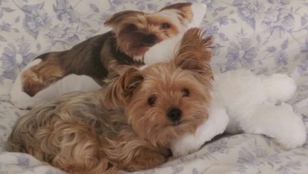 Entry image for Wriggley. Clicking this image will show a larger photo