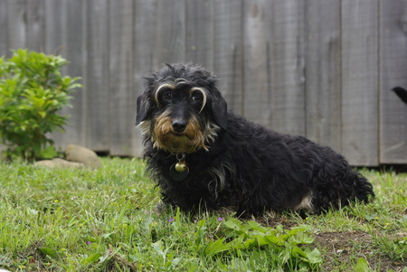 Entry image for Tilly. Clicking this image will show a larger photo