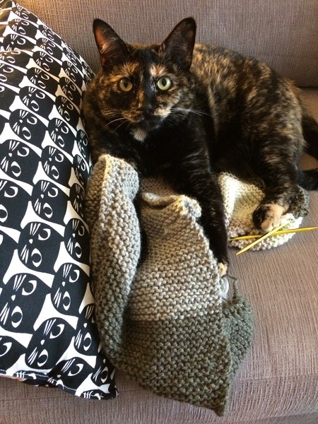 Entry image for Molly. Clicking this image will show a larger photo