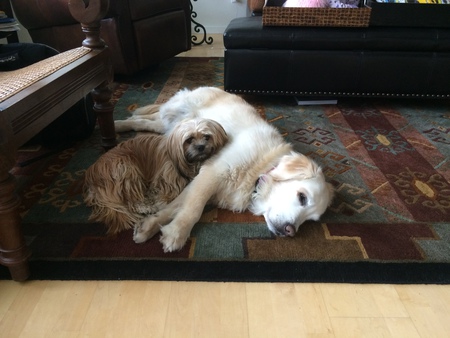 Entry image for Gigi & Roxi. Clicking this image will show a larger photo