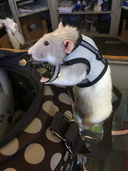 Entry image for Riker. Clicking this image will show a larger photo