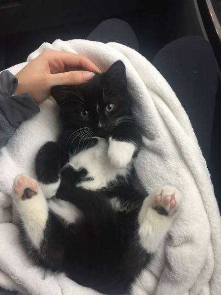 Entry image for Milo . Clicking this image will show a larger photo