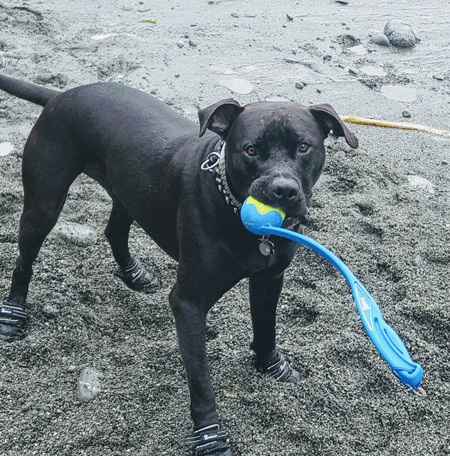 Entry image for Darby. Clicking this image will show a larger photo