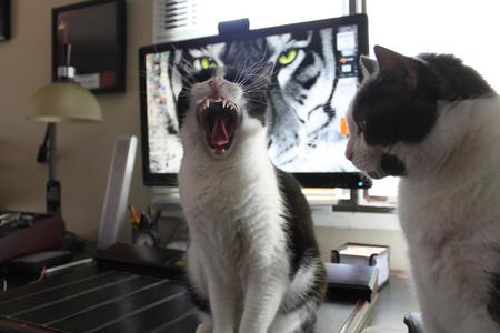 Entry image for Miss Fuzzy & Mickey. Clicking this image will show a larger photo